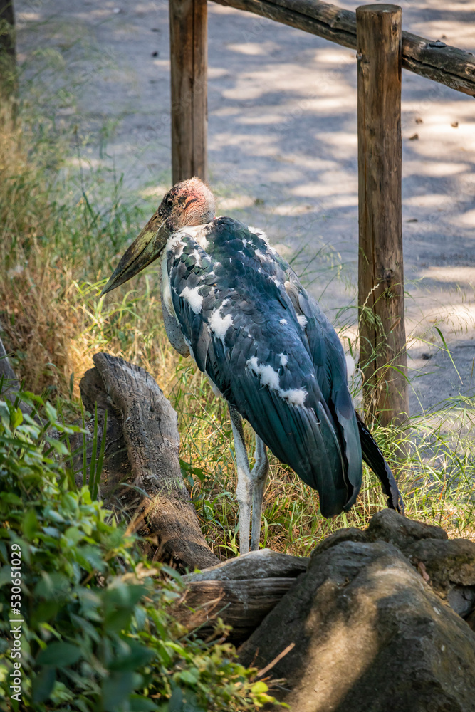 Obraz premium A large Marabou stork walks in the vegetation. The large conical beak, the bald pink head and the black and white feathers. The Marabou is a large scavenger.