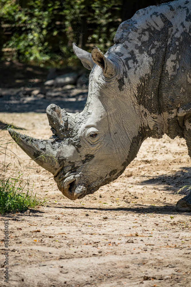 Fototapeta premium A large gray rhino sniffs the ground for food, its thick wrinkled skin covered in mud. The two large horns on the head.