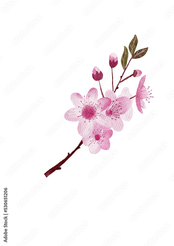 A branch of blooming sakura. Art watercolor. Hand-drawn illustration for greeting cards and posters. A branch of blooming sakura. Art watercolor. Hand-drawn illustration for greeting cards and posters.