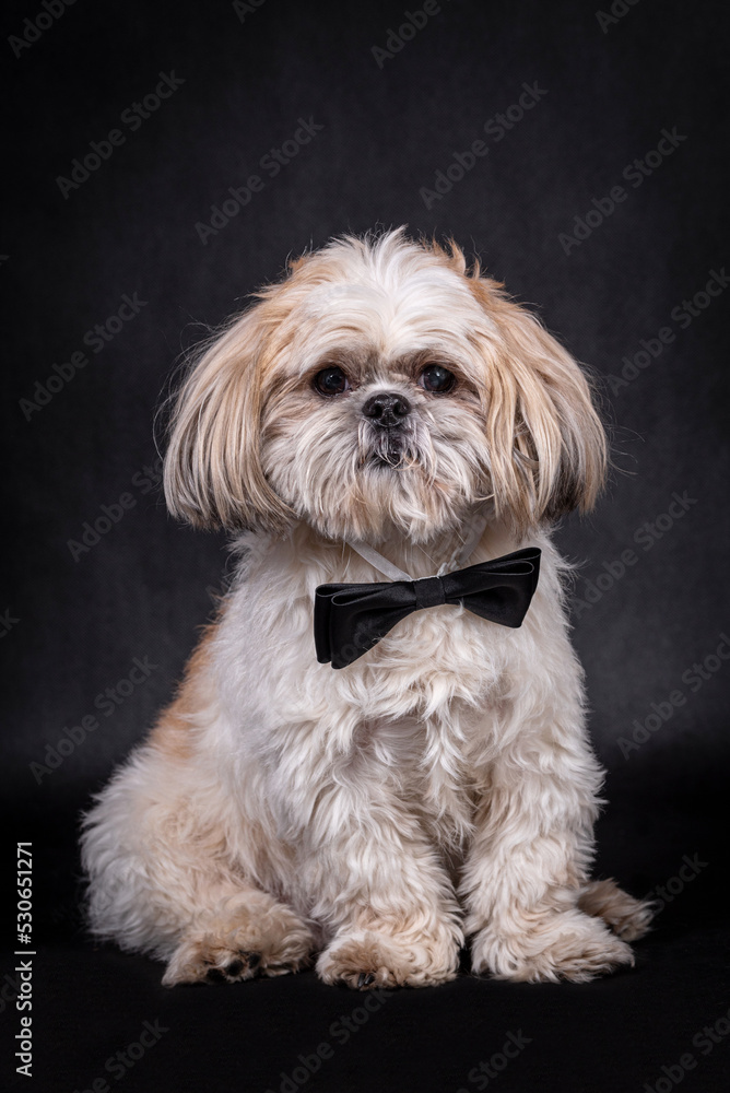portrait of the Shih tzu Dog portrait of the Shih tzu Dog