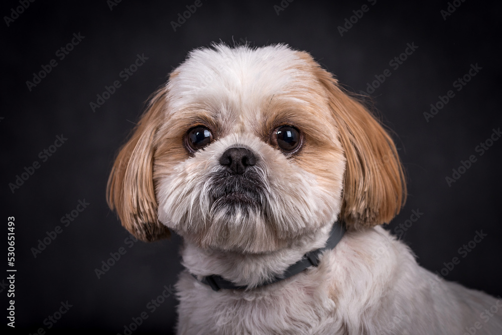 portrait of the Shih tzu Dog portrait of the Shih tzu Dog