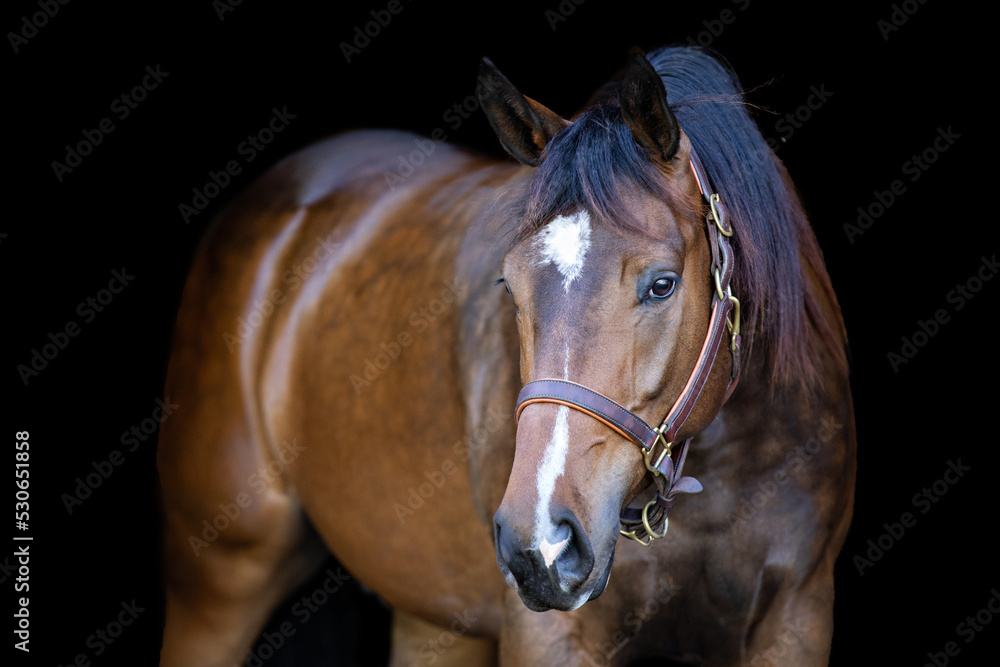 Bay Horse On Black Background Bay Horse On Black Background