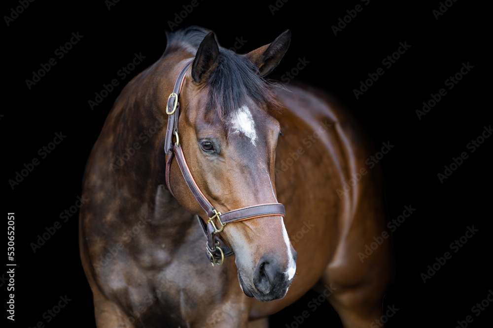 Bay Horse On Black Background Bay Horse On Black Background