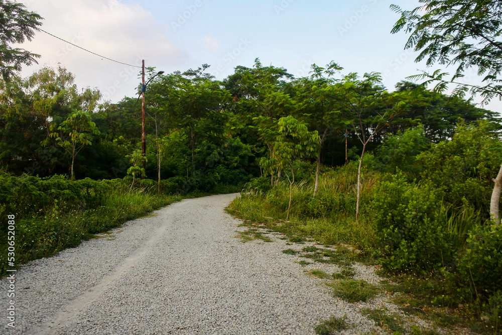 a road made up of gravel in the middle of a lush wilderness in the afternoon