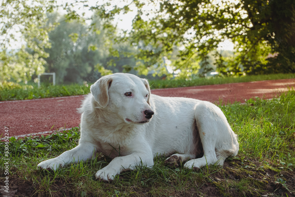 White dog lies on green grass. White dog. Sad white dog lies. A large white dog with kind eyes. 
