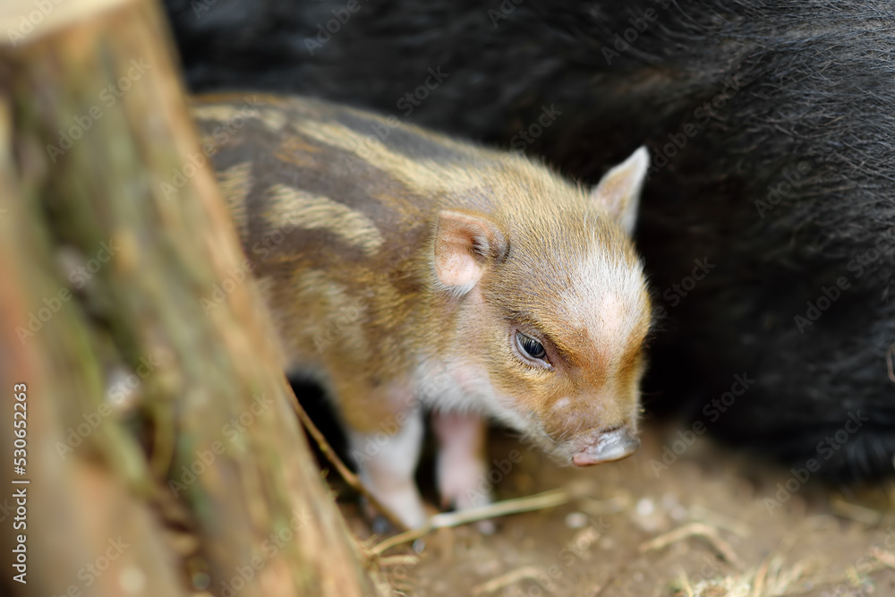 Funny little piglet breed of lop-bellied on a backyard of agricultural farm. Growing livestock is a traditional direction of agriculture. Funny little piglet breed of lop-bellied on a backyard of agricultural farm. Growing livestock is a traditional direction of agriculture.