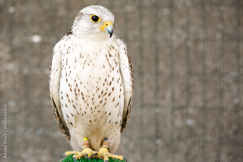 Obraz premium white falcon on a stand