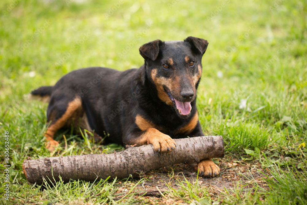 playful dog of the Jagdterrier breed playful dog of the Jagdterrier breed
