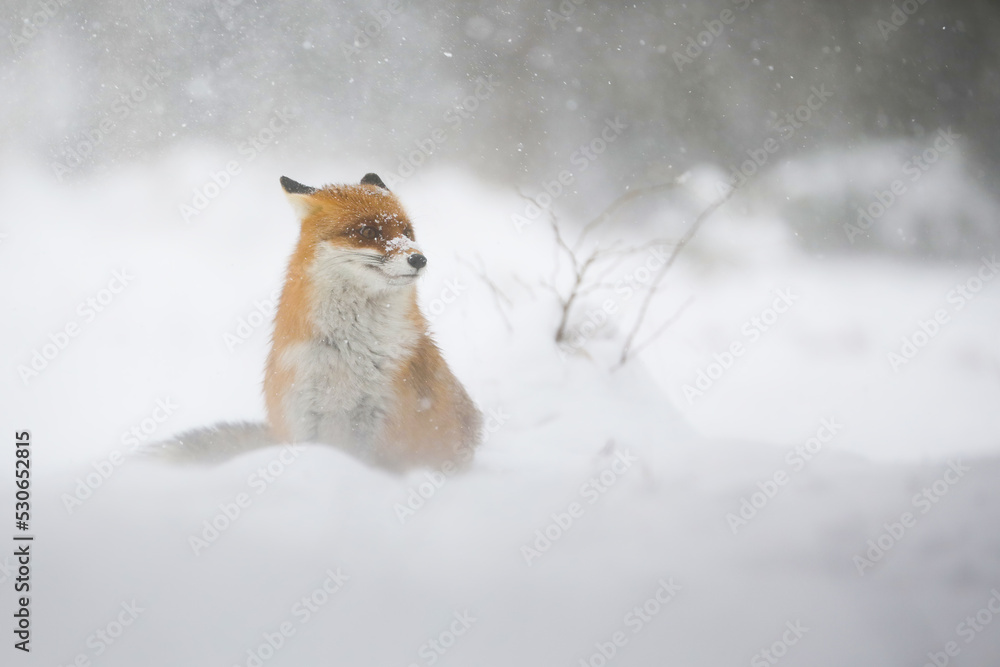 Red fox, vulpes vulpes, sitting on snow land in wintertime blizzard. Orange mammal looking on white glade in winter strom. Fluffy predator staring in wintry wilderness.