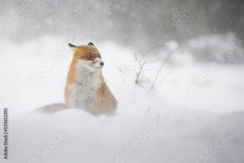 Red fox, vulpes vulpes, sitting on snow land in wintertime blizzard. Orange mammal looking on white glade in winter strom. Fluffy predator staring in wintry wilderness.