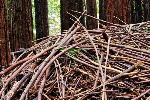 Photo Closeup shot of a pile of wooden twigs in a forest