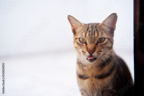 Portrait of shorthair stripped cat.