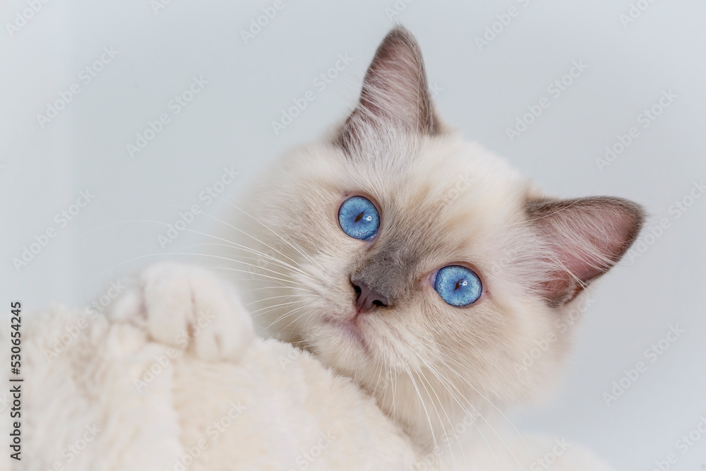 Ragdoll kitten photo shoot indoors.