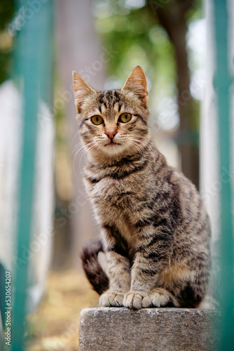Outdoor portrait of small shorthair stripped cat.