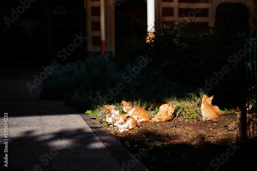 Fototapeta Naklejka Na Ścianę i Meble -  Cute ginger kittens sitting on the street
