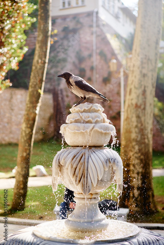 Canvas Print Crow birds bathing in park fountain.