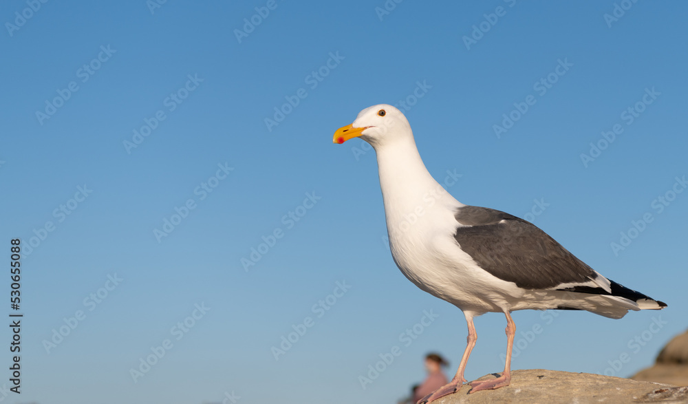 Seagull bird with white head and dark grey wings plumage standing on rock sky background, copy space