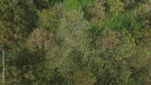 Vue aerienne foret Camerounaise 4 - Cameroon forest near Bafoussam - Africa - taken by drone photo