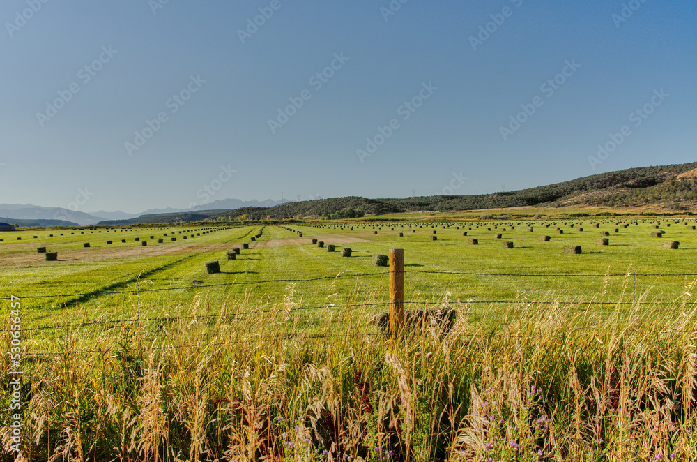 harvesting bales of hay in field