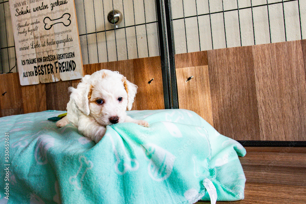 Cockapoo Welpen 6 Wochen alt