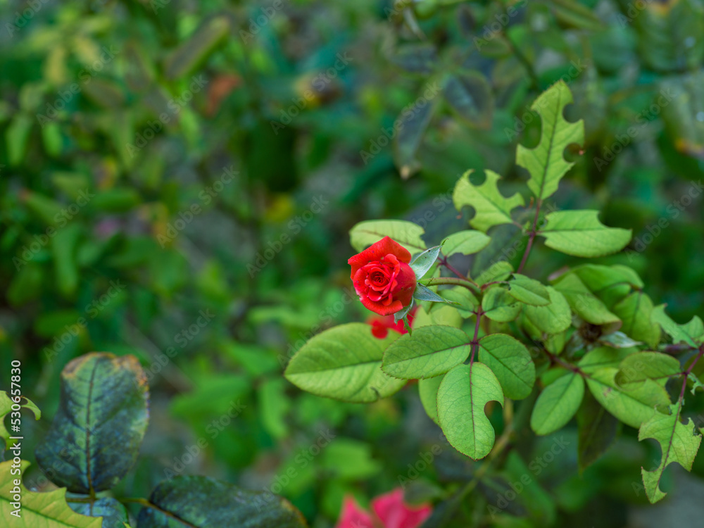 red rose in the garden red rose in the garden