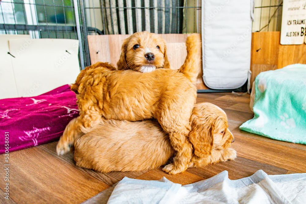 Cockapoo Welpen 6 Wochen alt