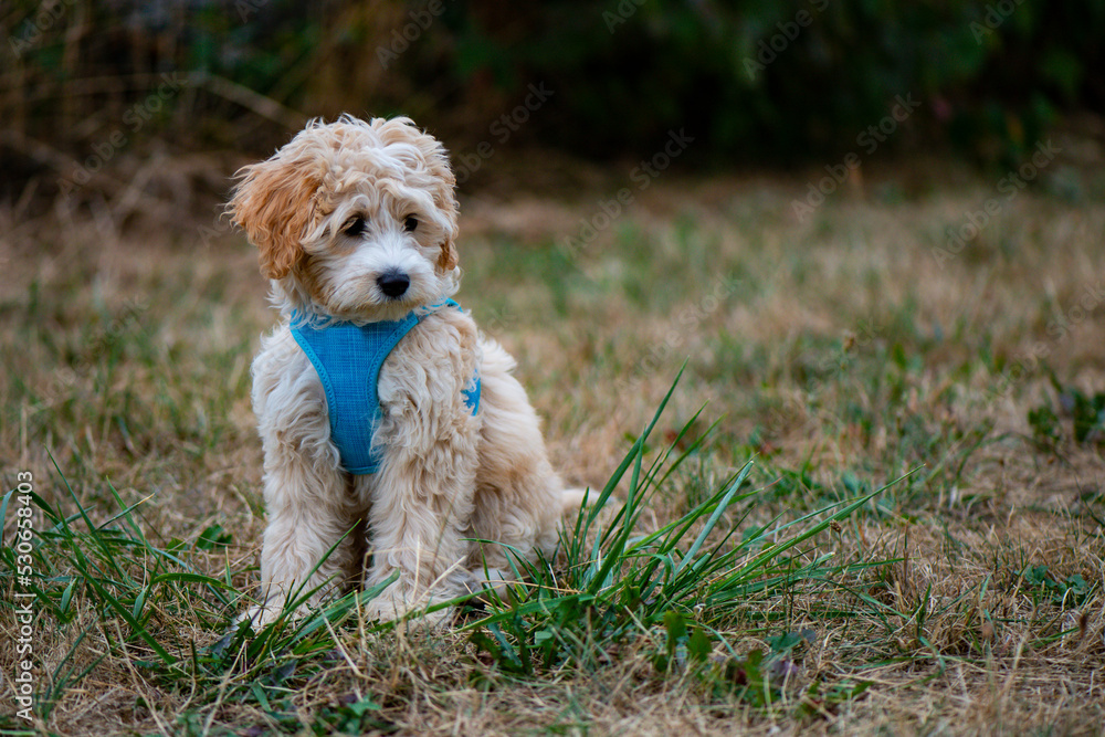 Cockapoo Welpe 14 Wochen alt