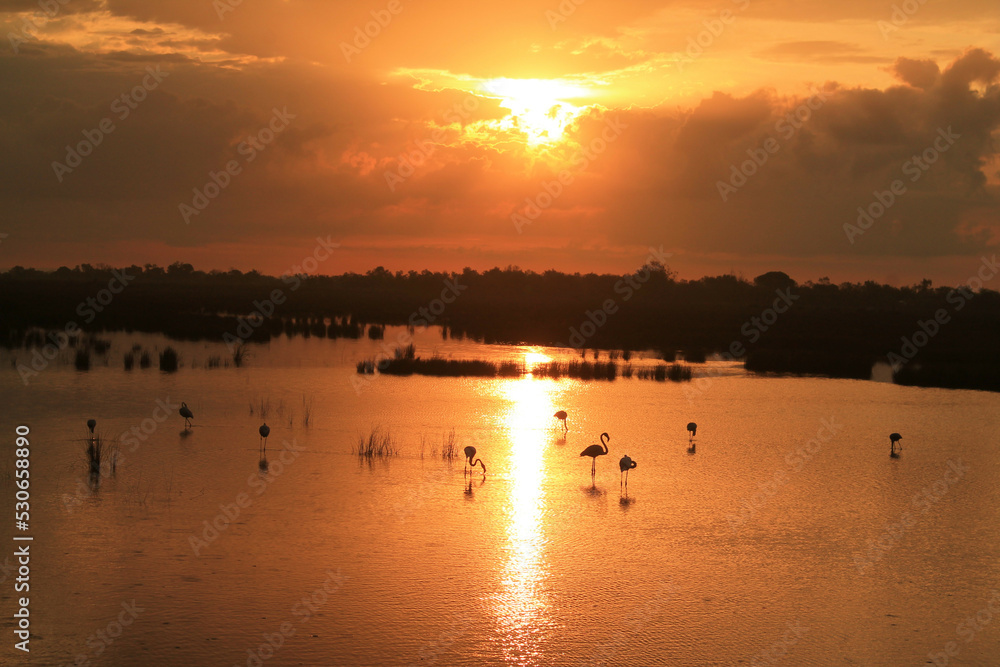 Amazing sunrise and pink flamingo in Camrague pond, France Amazing sunrise and pink flamingo in Camrague pond, France