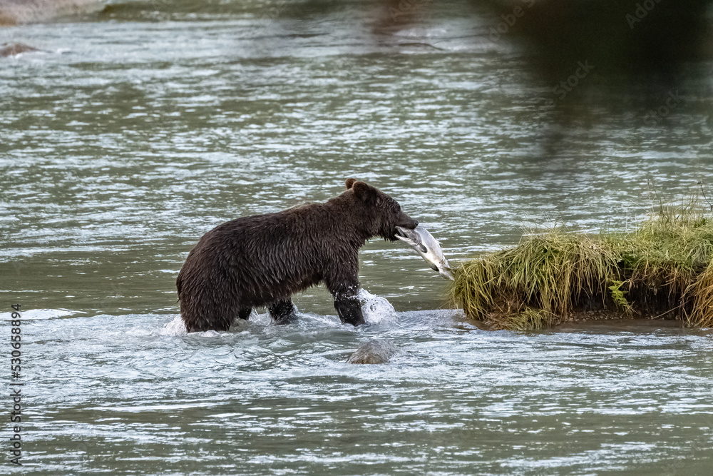 A baby grizzly eating salmon in Alaska A baby grizzly eating salmon in Alaska