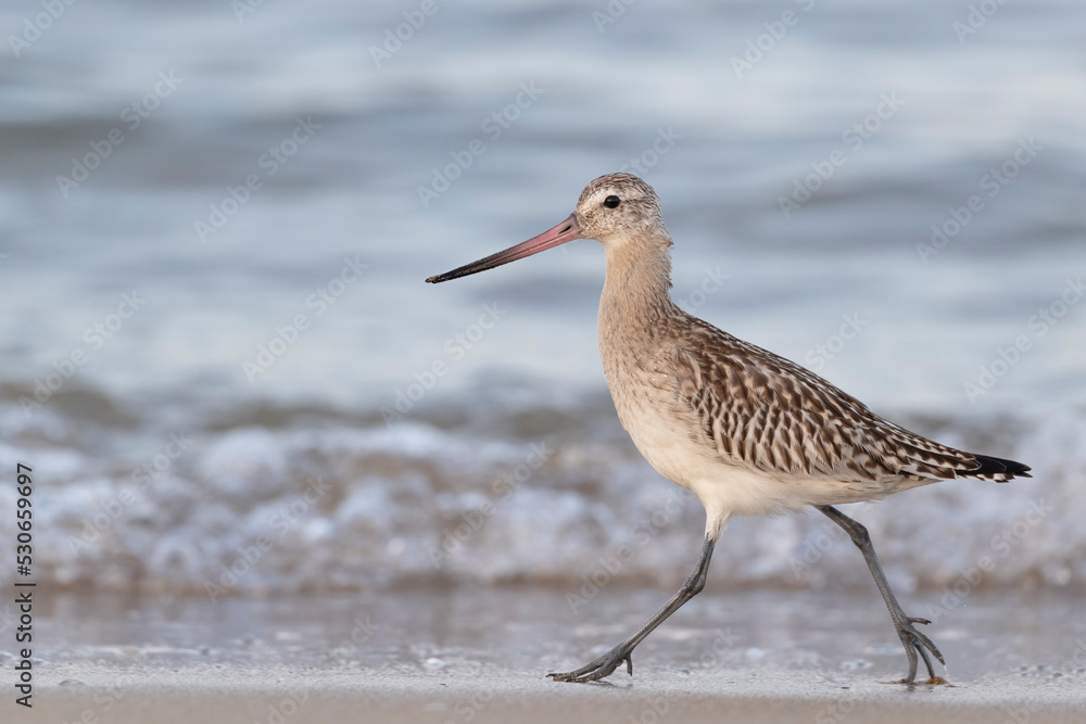 The bar-tailed godwit (Limosa lapponica) at the beach. The bar-tailed godwit (Limosa lapponica) at the beach.