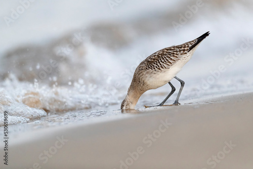 The bar-tailed godwit (Limosa lapponica) at the beach.