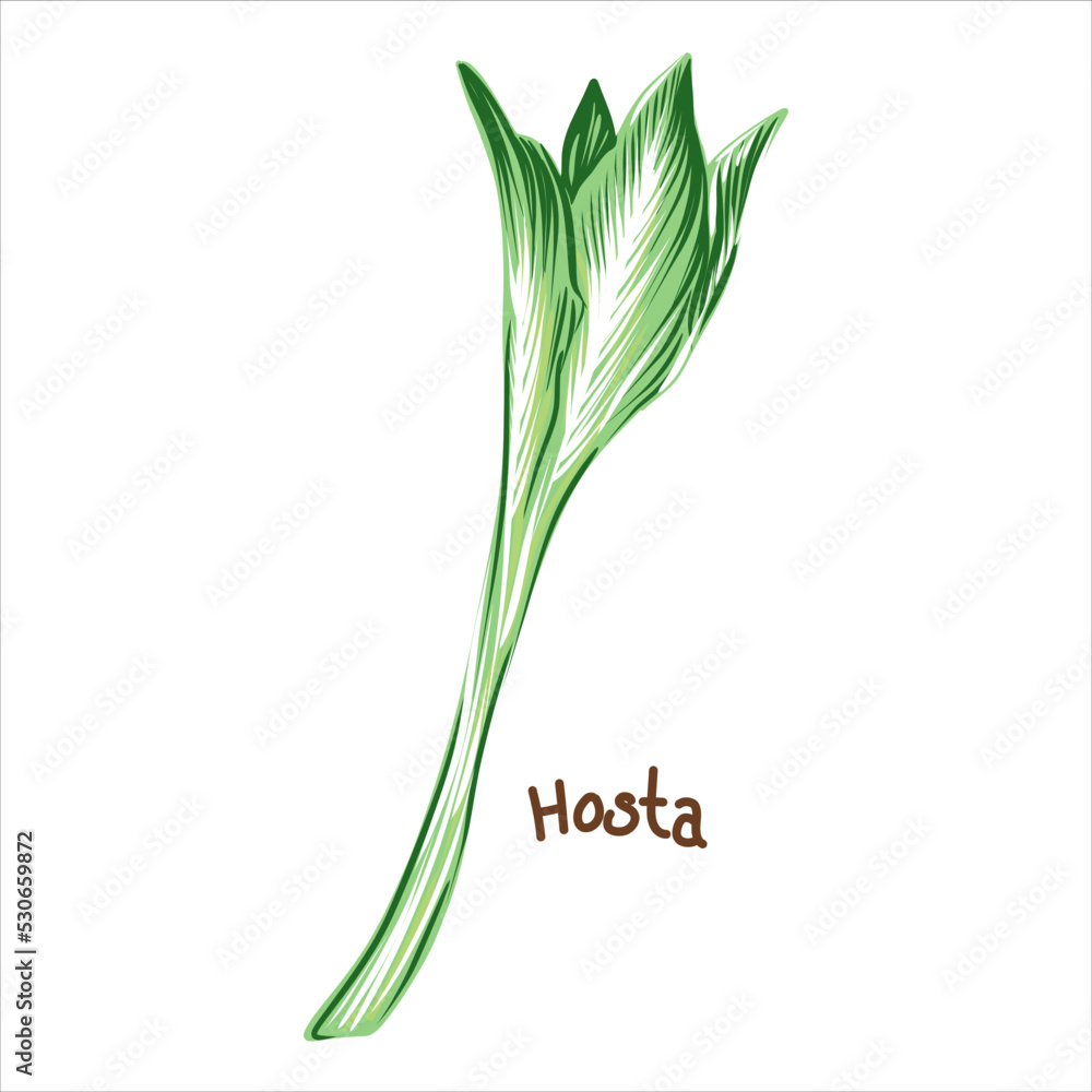 Tropical hosta plant, hosta leaf, edible plant, asparagus plant. Can be used as a dietary, exotic food.