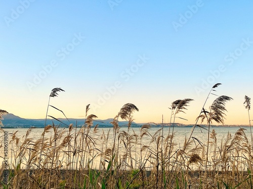 Ligned line of Common reed plants by a lake under sunset sky photo