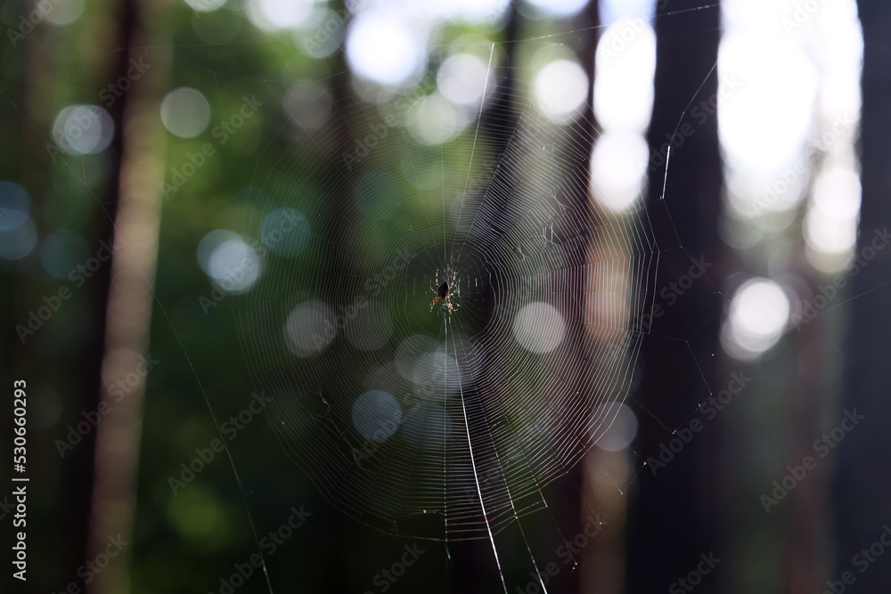 Pająk plecie pajęczynę między drzewami w lesie. - obrazy, fototapety, plakaty 
