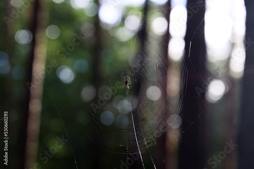 Pająk plecie pajęczynę między drzewami w lesie. photo