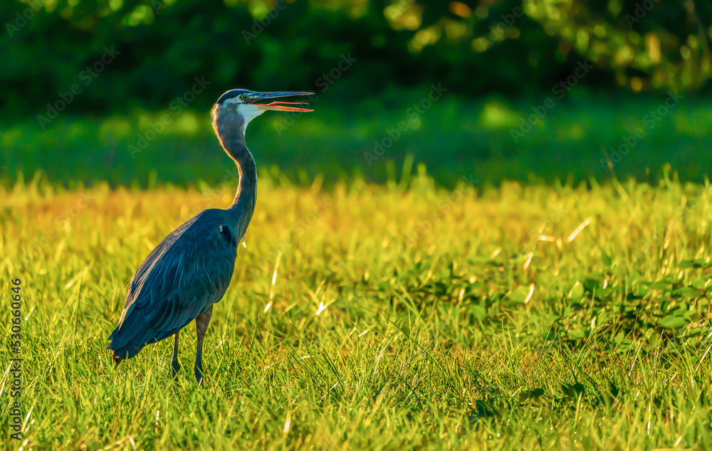 Fototapeta premium great blue heron