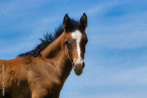 Portrait of a brown foal in front of a blue sky 