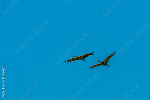 Two flying Sandhill cranes