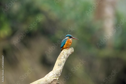 Close-up shot of a Common kingfisher on a dry branch photo