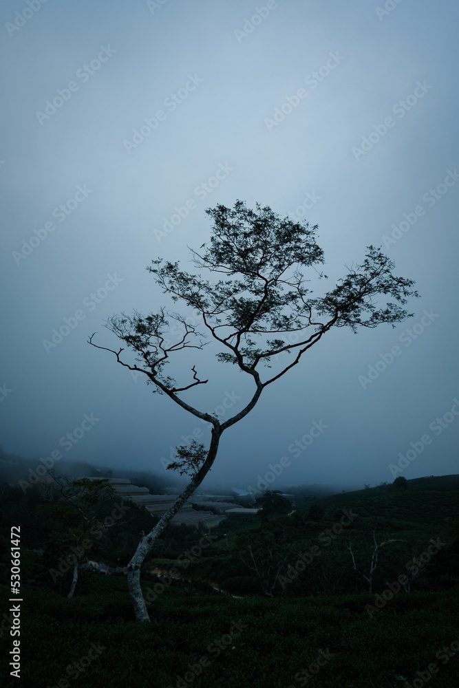 Vertical shot of growing tree in field in background of sky - obrazy, fototapety, plakaty 