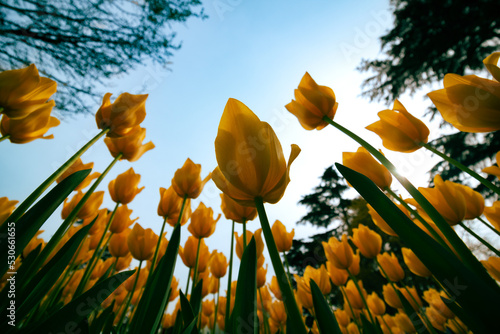 Wide angle view of tulips from below. Spring flowers background photo photo