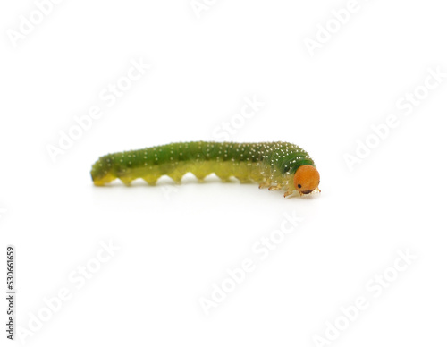 One green caterpillar.