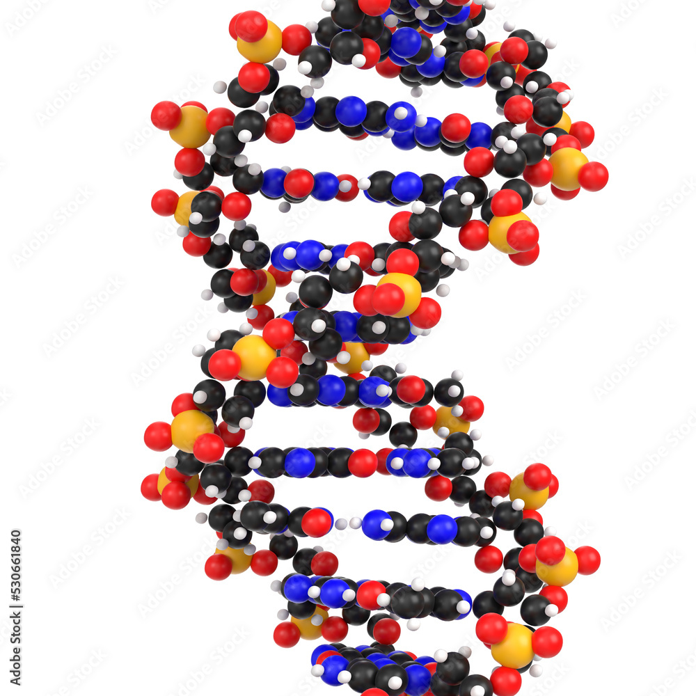3D rendering illustration of DNA molecules 3D rendering illustration of DNA molecules