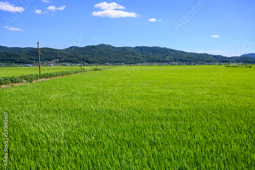 Korean traditional rice farming. Korean rice farming scenery. Korean rice paddies.Rice field and the sky in Ganghwa-do, Incheon, South Korea. © MYUNGKU