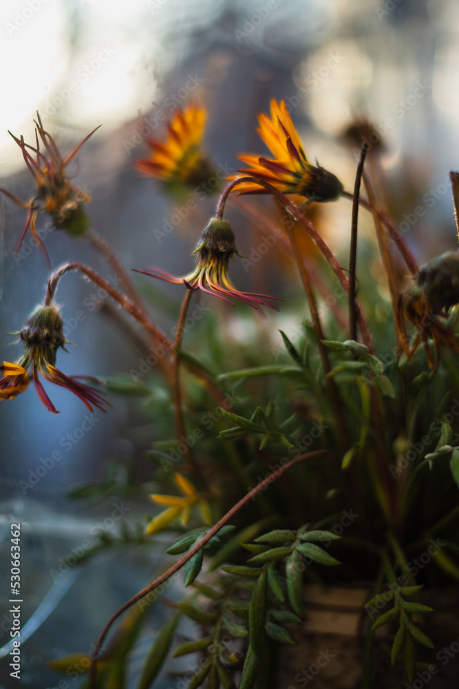 Autumn orange flowers in a pot on an autumn blurred background Autumn orange flowers in a pot on an autumn blurred background