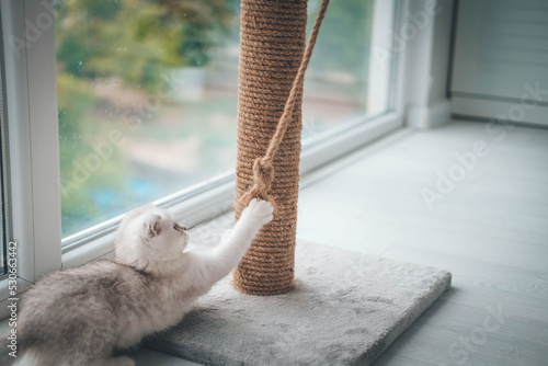 Close up of a cute scottish fold kitten playing with a scratching post. Cat playing with a rope on a cat scratch stand