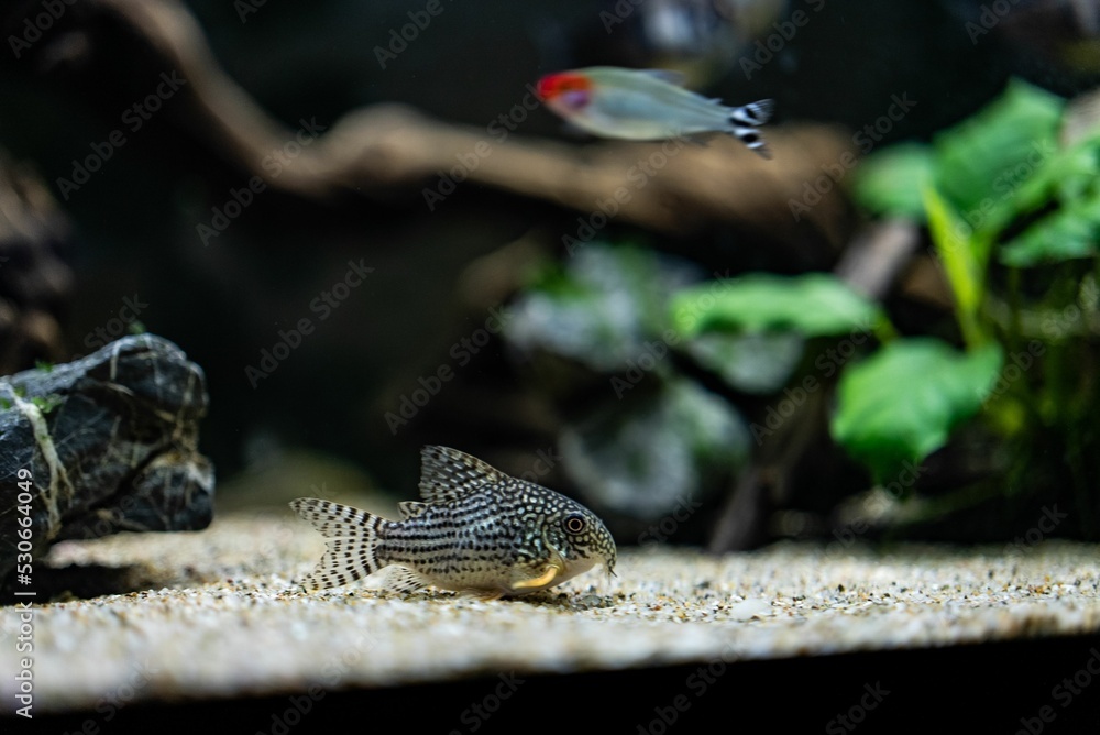 Foto de Sterbai Catfish dwells on gravel at the bottom of a fish tank
