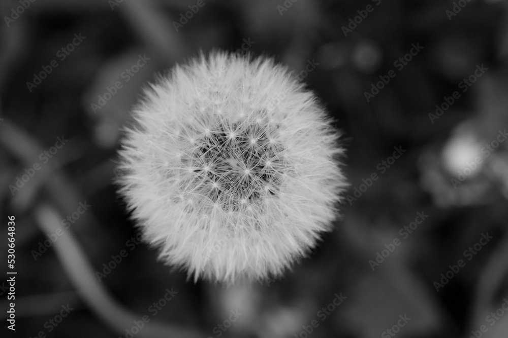 wilder Löwenzahn als Pusteblume im Herbst wilder Löwenzahn als Pusteblume im Herbst