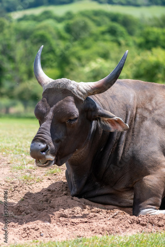 Close up of a male African buffalo (syncerus caffer) sitting on the ground