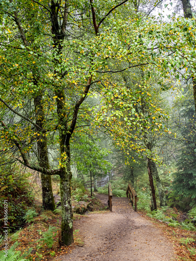 A trail enters a forest passing over a wooden bridge. Autumn scenery with many colors. A trail enters a forest passing over a wooden bridge. Autumn scenery with many colors.